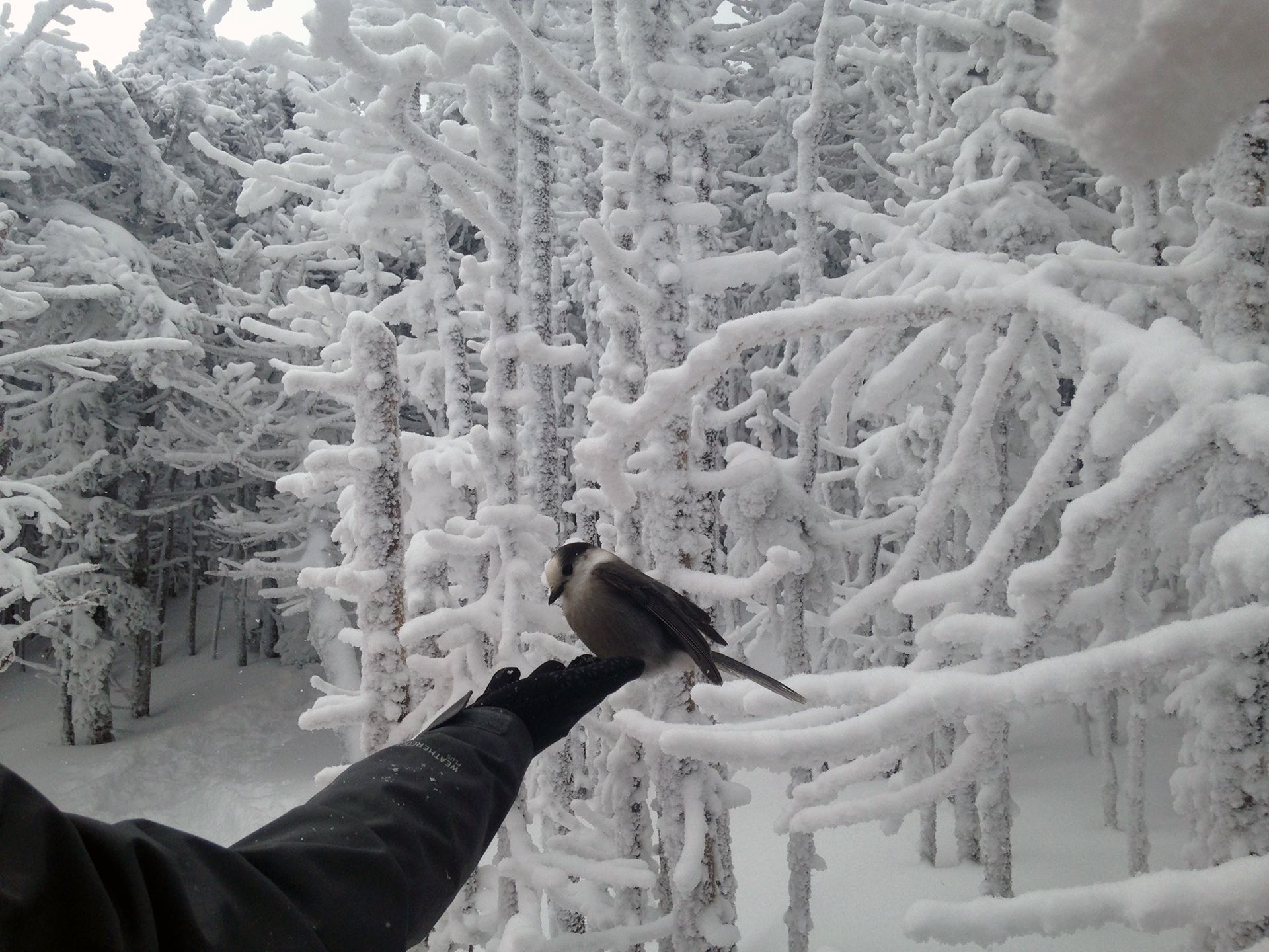 Hiking photo from 2017-01-28